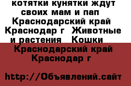 котятки-кунятки ждут своих мам и пап - Краснодарский край, Краснодар г. Животные и растения » Кошки   . Краснодарский край,Краснодар г.